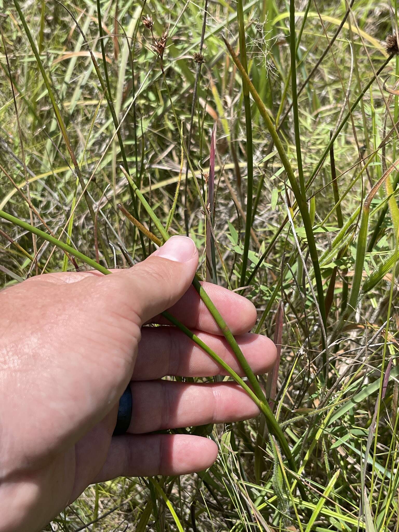 Imagem de Juncus trigonocarpus Steud.