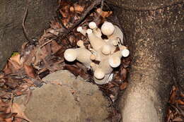 Imagem de Macrocybe gigantea (Massee) Pegler & Lodge 1998