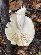 Image of Russula albolutescens McNabb 1973