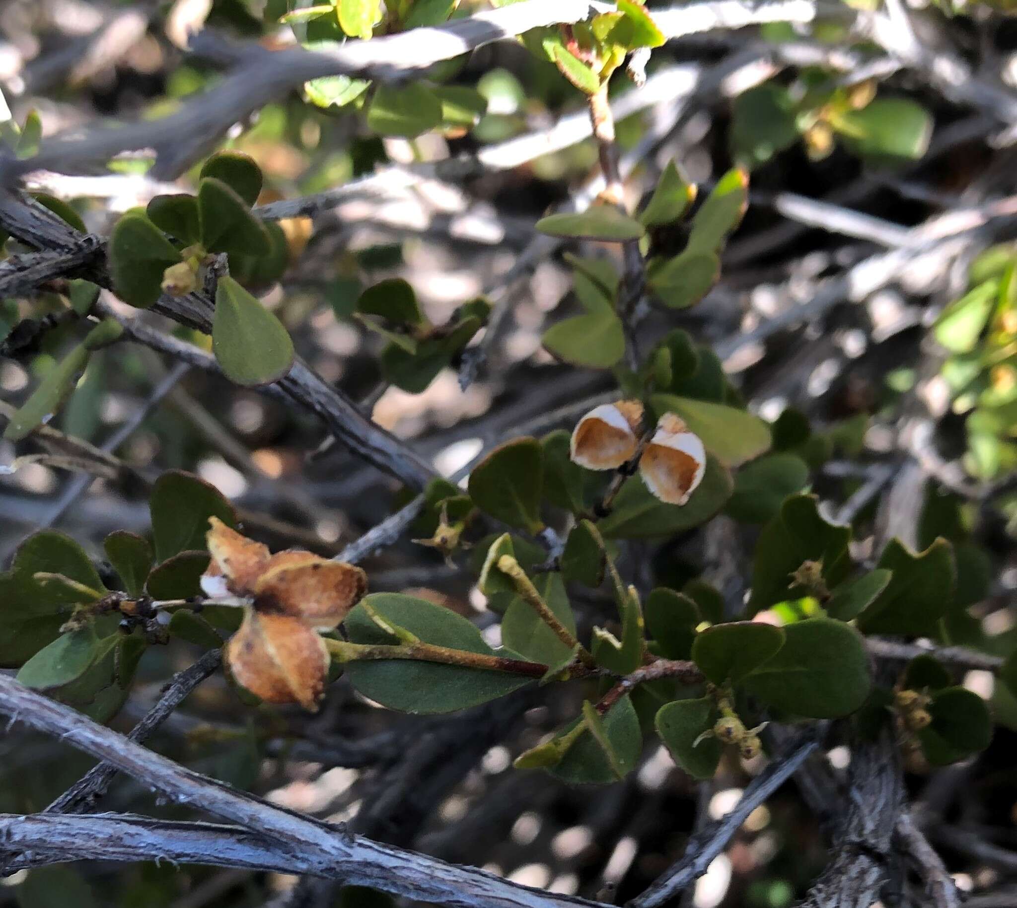 Image of Dodonaea bursariifolia F. Müll.