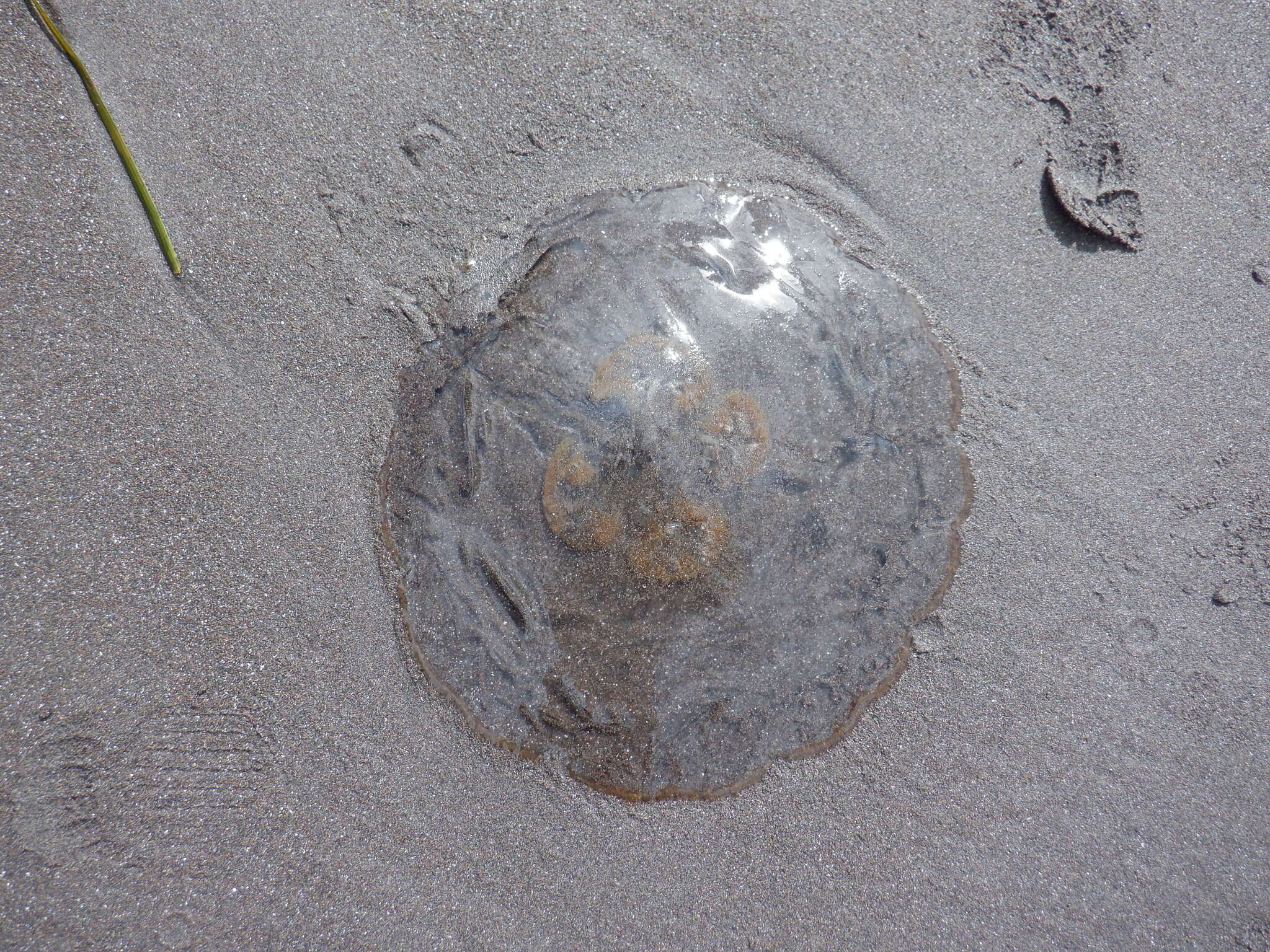 Image of Brown-banded moon jelly