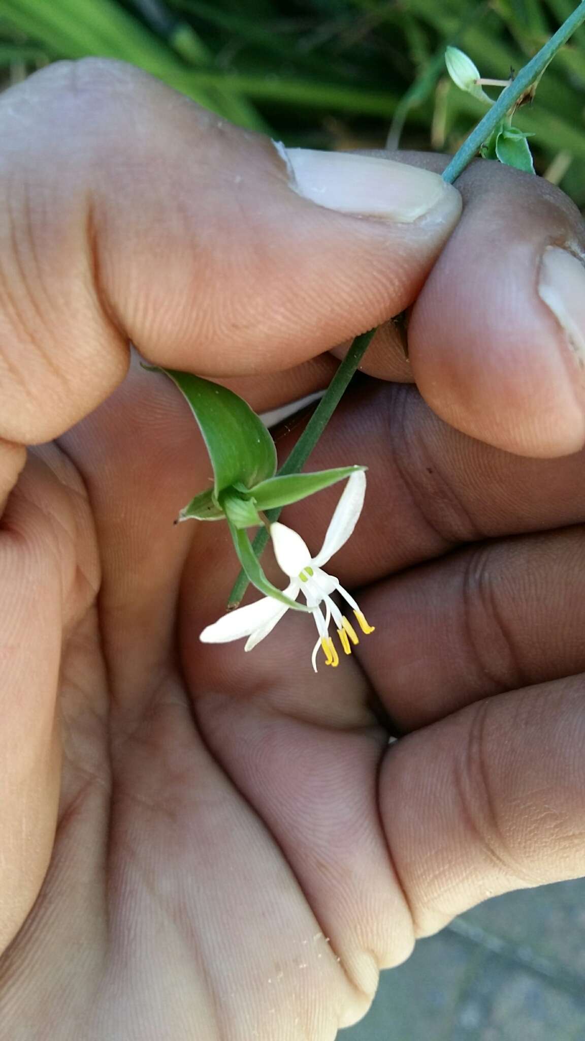 Plancia ëd Chlorophytum comosum (Thunb.) Jacques