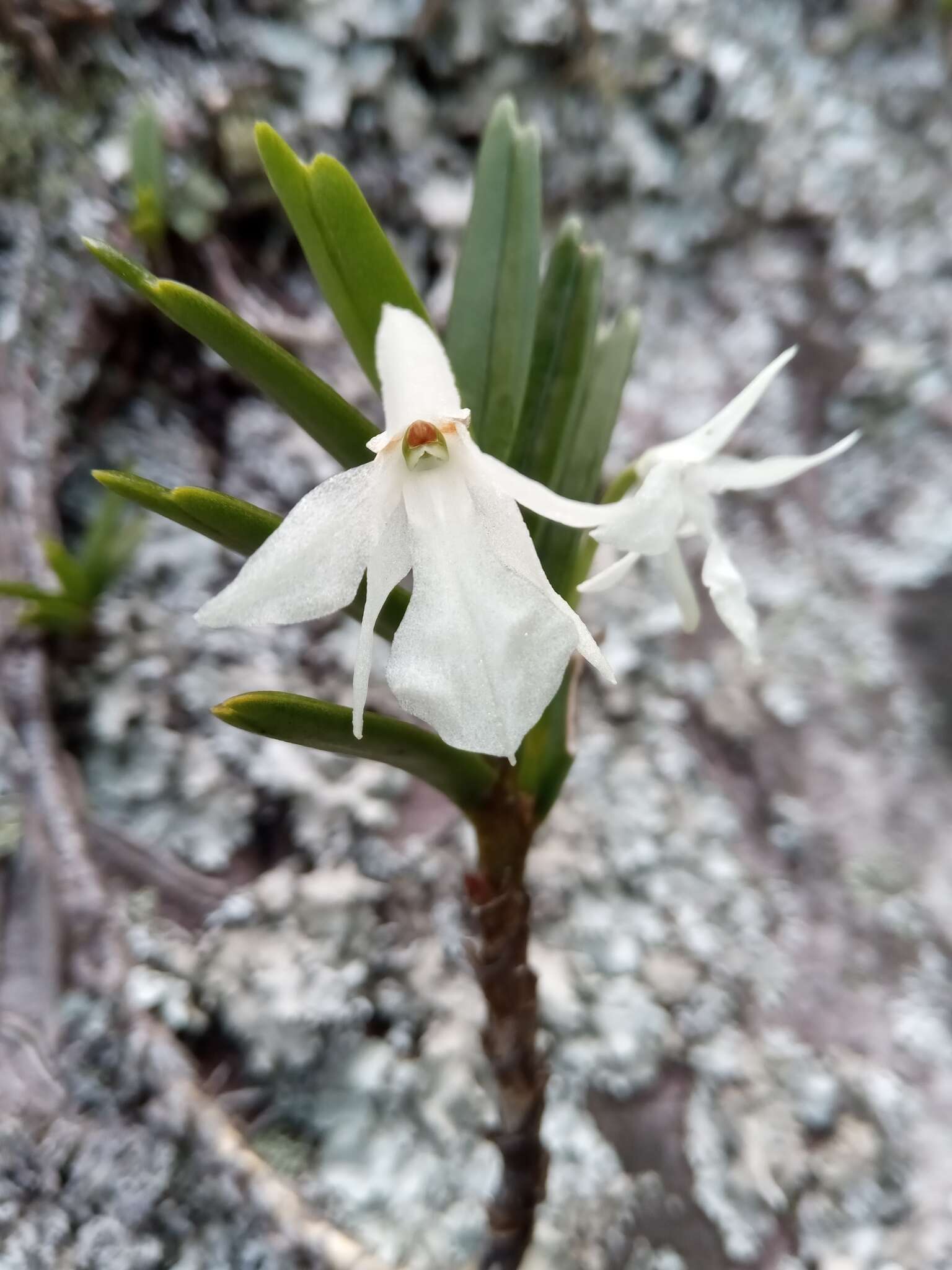 Plancia ëd Jumellea spathulata (Ridl.) Schltr.