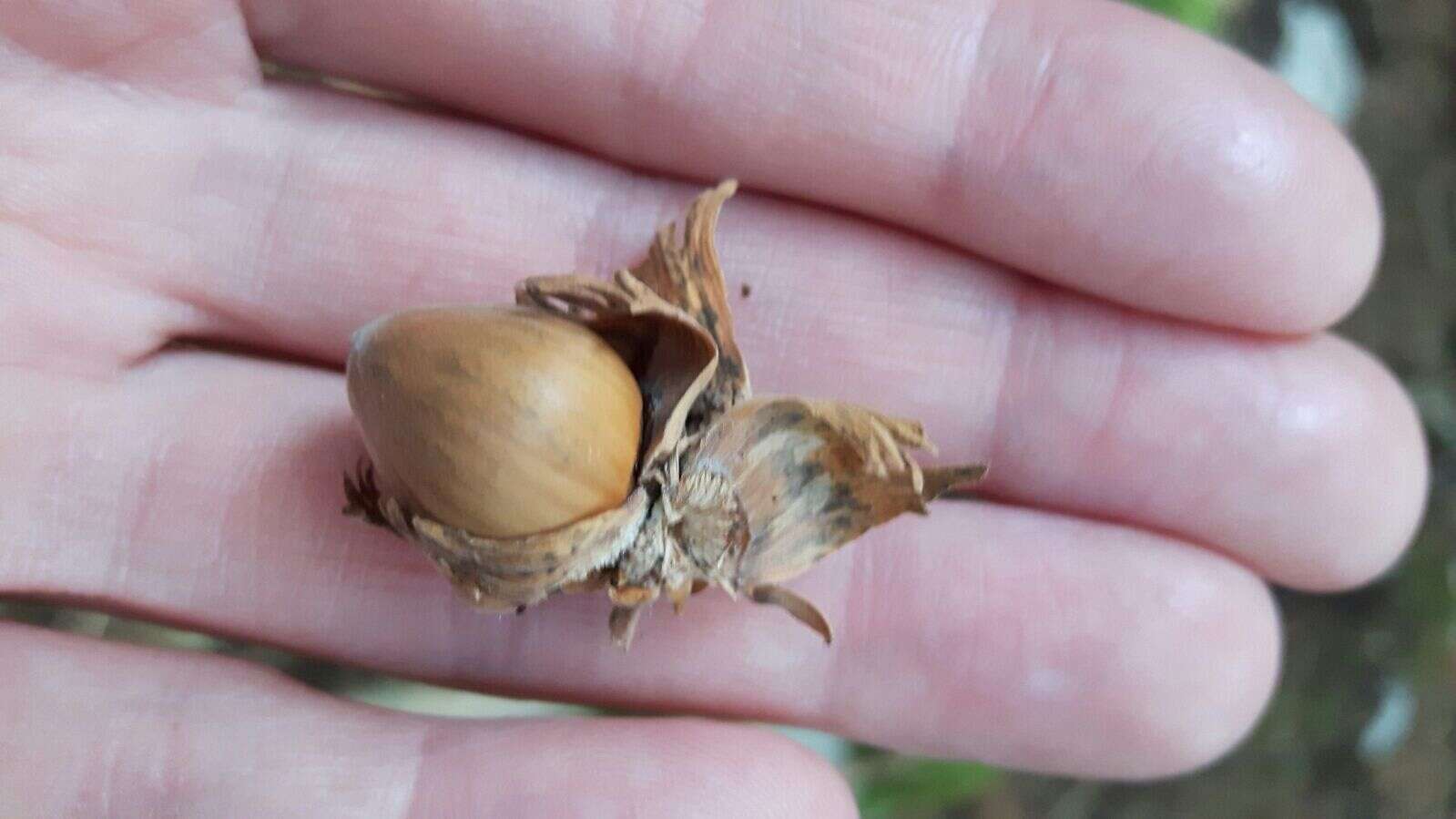 Image of Cobnut