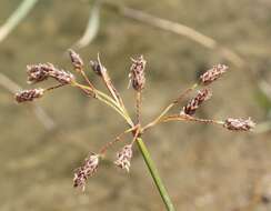 Sivun Schoenoplectus litoralis (Schrad.) Palla kuva