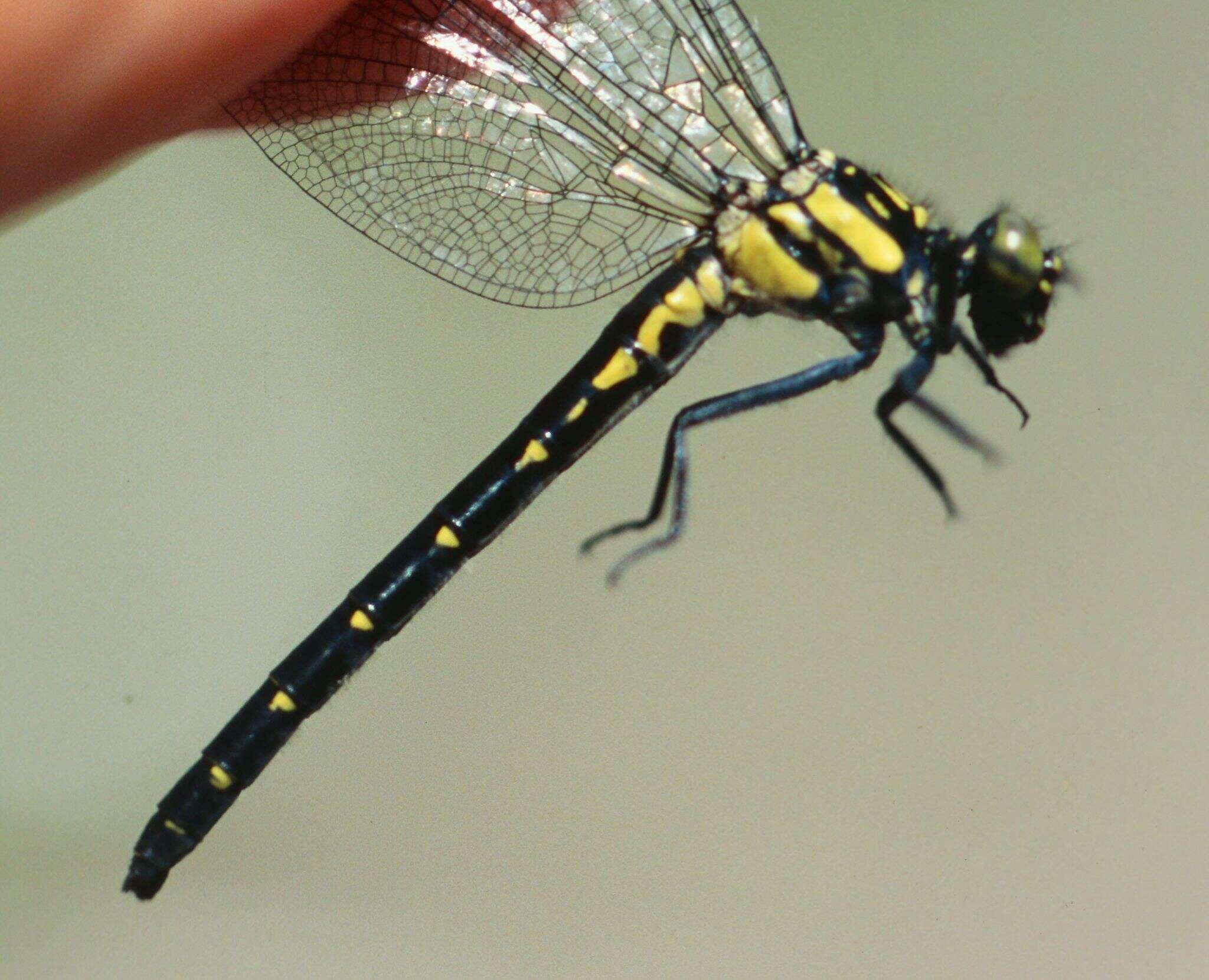 Image of Pygmy Clubtails