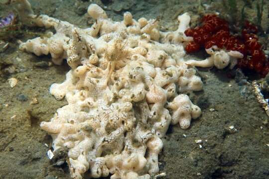 Image of Carpet sea squirt