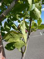 Image of green ash