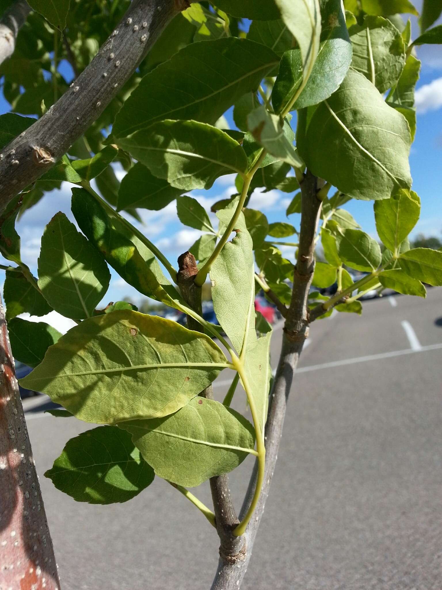 Image of green ash