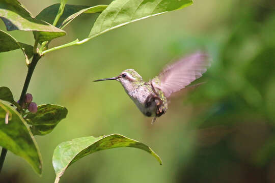 Chlorostilbon russatus (Salvin & Godman 1881) resmi