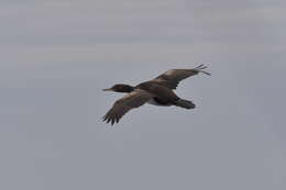 Image of Bounty Shag