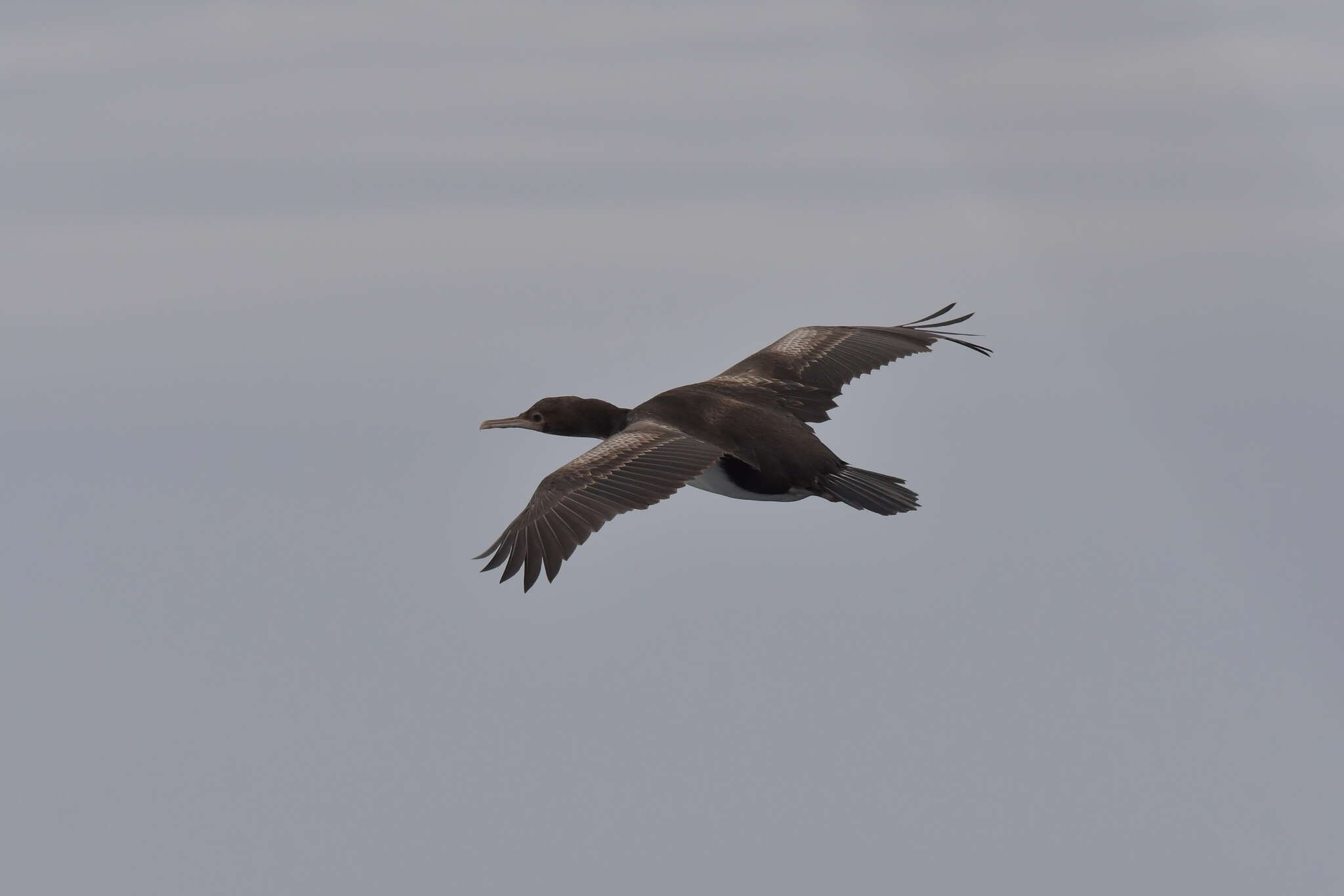 Image of Bounty Shag