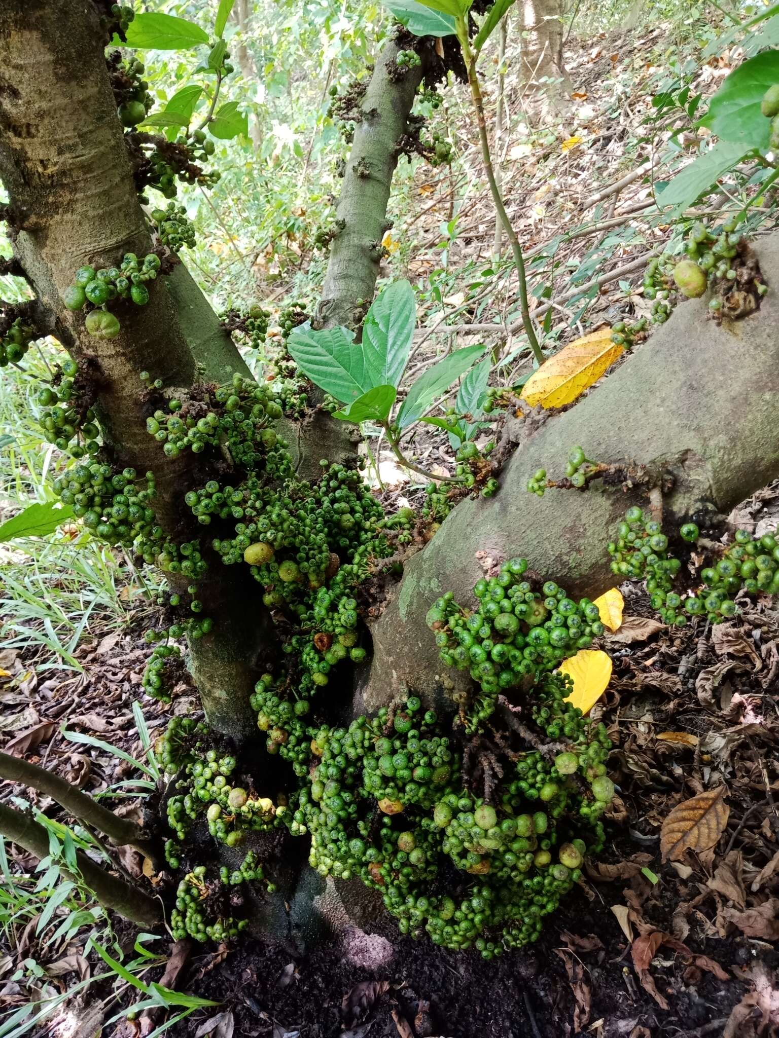 Image of Ficus fistulosa Reinw. ex Bl.