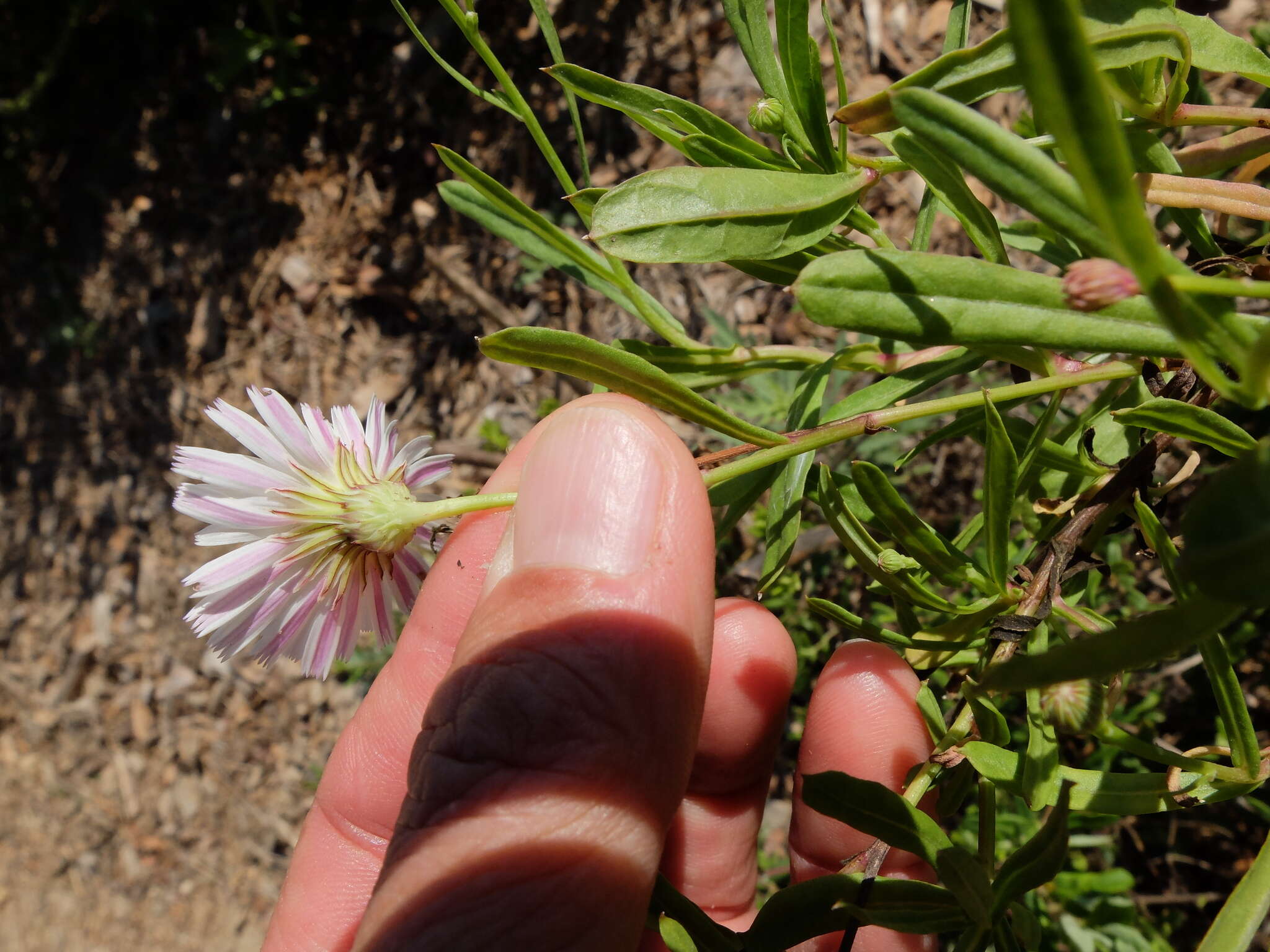 Imagem de Malacothrix saxatilis (Nutt.) Torr. & A. Gray