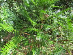 Image of Florida Nutmeg Tree