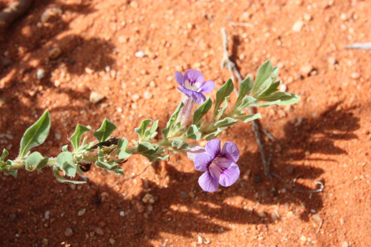 Image of Aptosimum elongatum Engl.