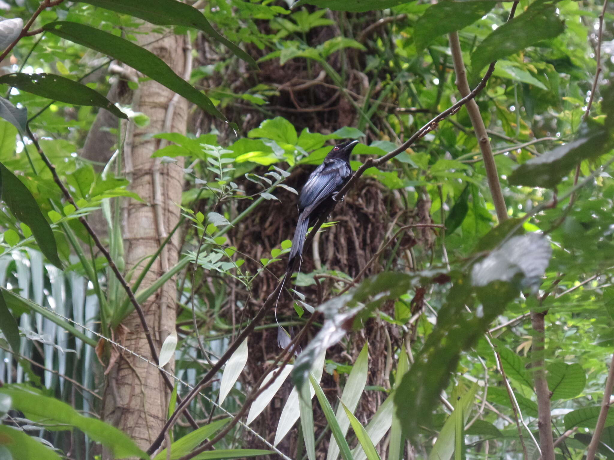 Image of Greater Racket-tailed Drongo