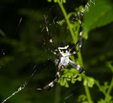 Image of Argiope boesenbergi Levi 1983