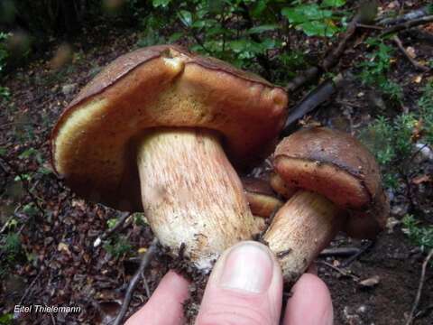 Boletus putidus E. Horak 1977的圖片