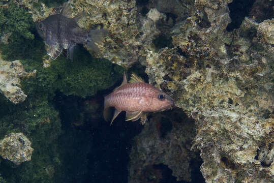 Image of Iridescent cardinalfish