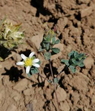 Image of Chaetanthera euphrasioides (DC.) Fr. Meigen