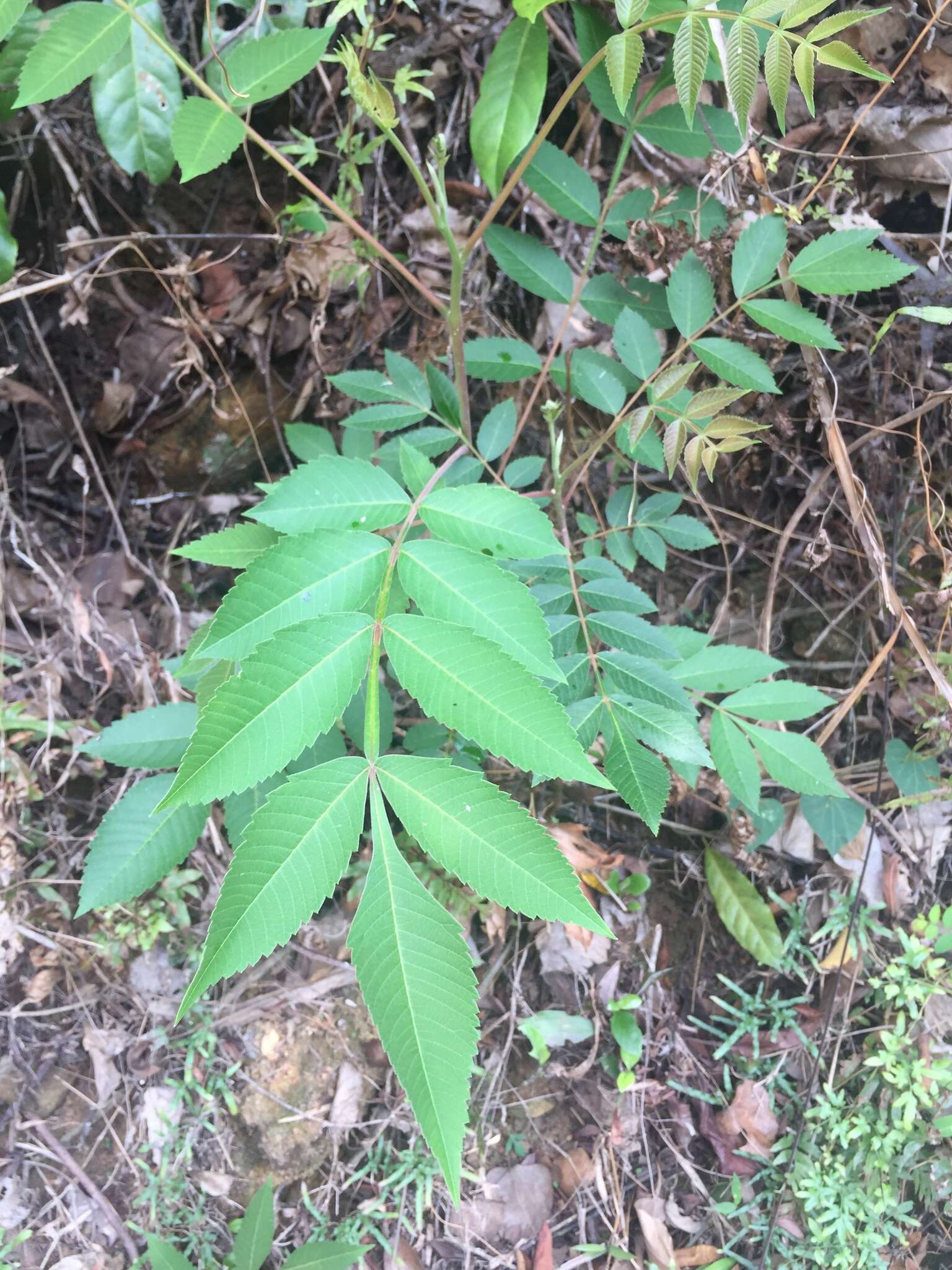 Image de Rhus chinensis Mill.