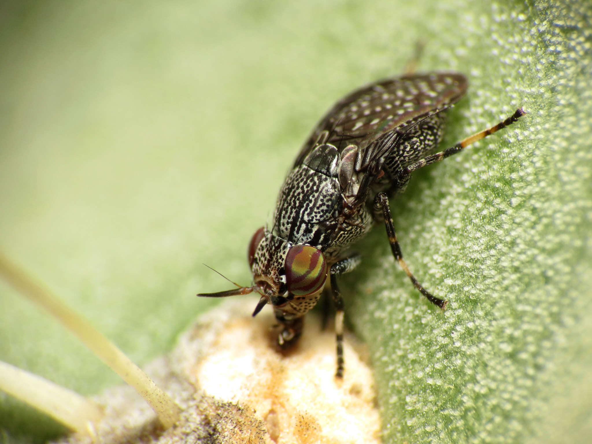 Image of Stictomyia