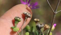 Imagem de Drosanthemum autumnale L. Bol.