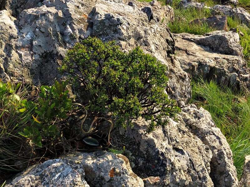 Image of Crassula sarcocaulis Eckl. & Zeyh.