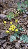 Imagem de Lomatium martindalei (Coult. & Rose) Coult. & Rose