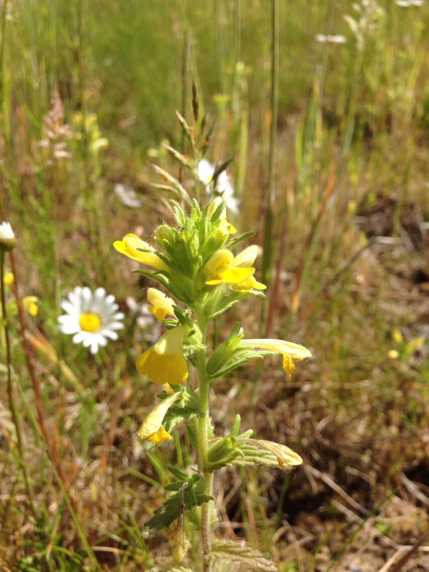 Image of Yellow Glandweed