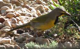 Слика од Telophorus zeylonus zeylonus (Linnaeus 1766)