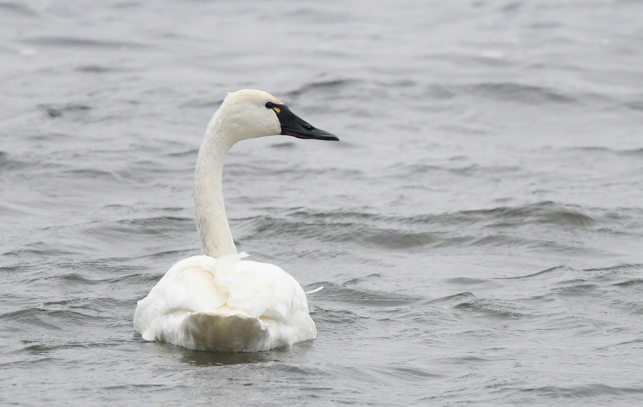 Image de Cygnus columbianus columbianus (Ord 1815)