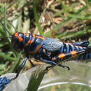 Image of Dactylotum bicolor bicolor Charpentier 1845