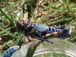 Слика од Dactylotum bicolor bicolor Charpentier 1845