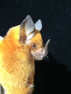 Image of Niceforo's Big-eared Bat