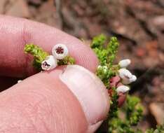 Image of Erica pubescens L.