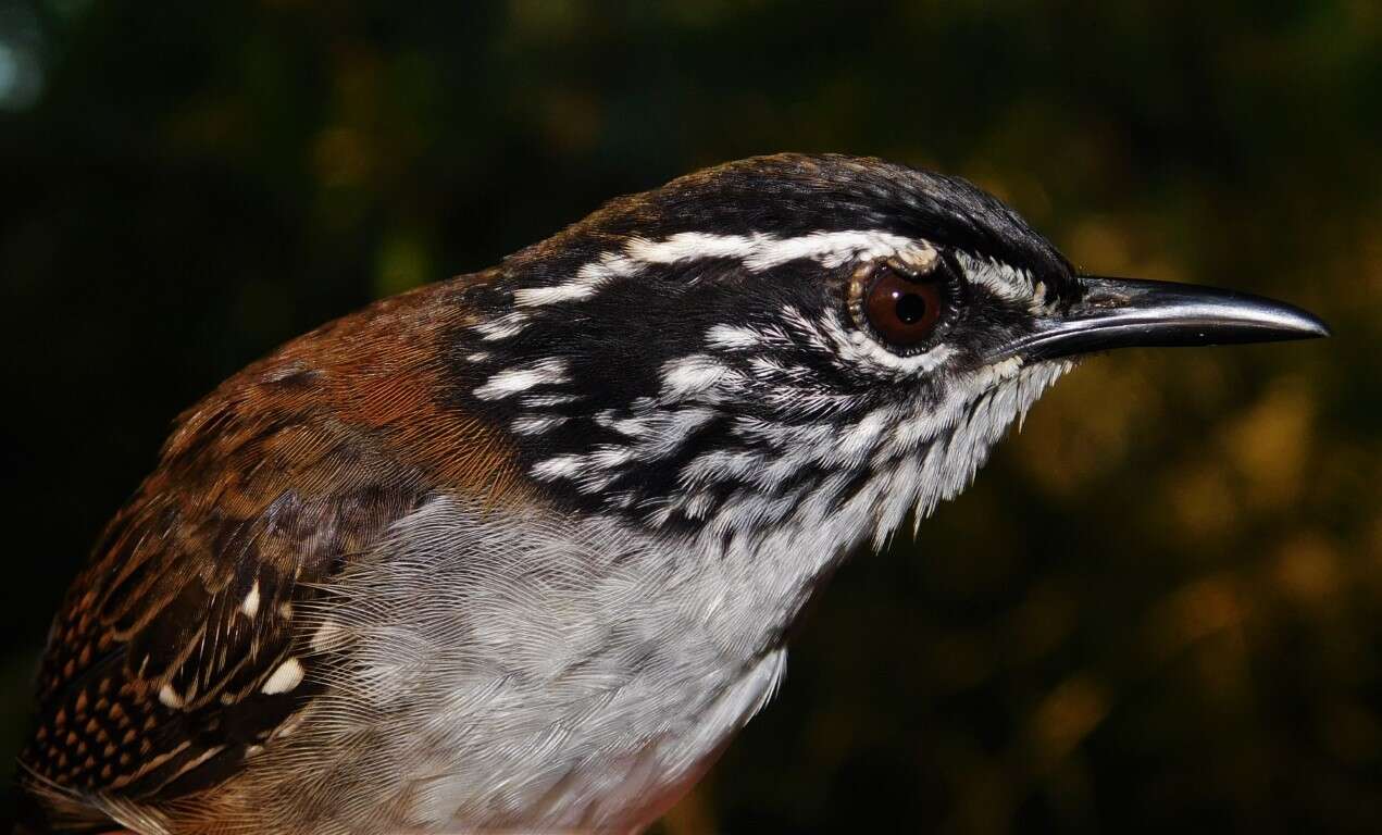 Image of White-breasted Wood Wren