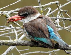 Imagem de Gryllotalpa africana Palisot de Beauvois 1805