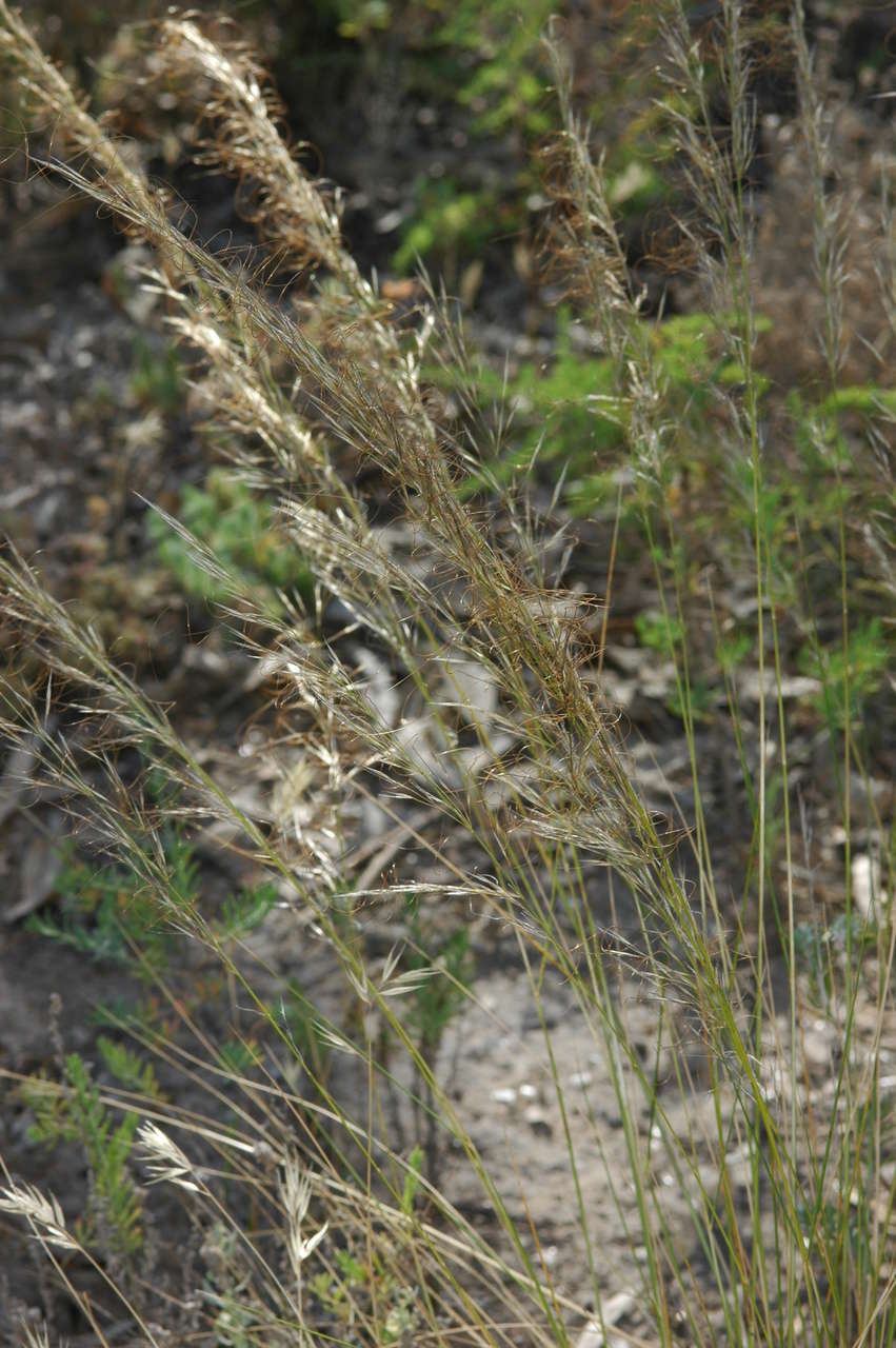 Image of Austrostipa scabra subsp. falcata (Hughes) S. W. L. Jacobs & J. Everett