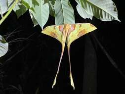 Image of Malaysian moon moth