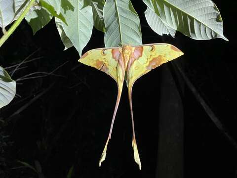 Image of Malaysian moon moth