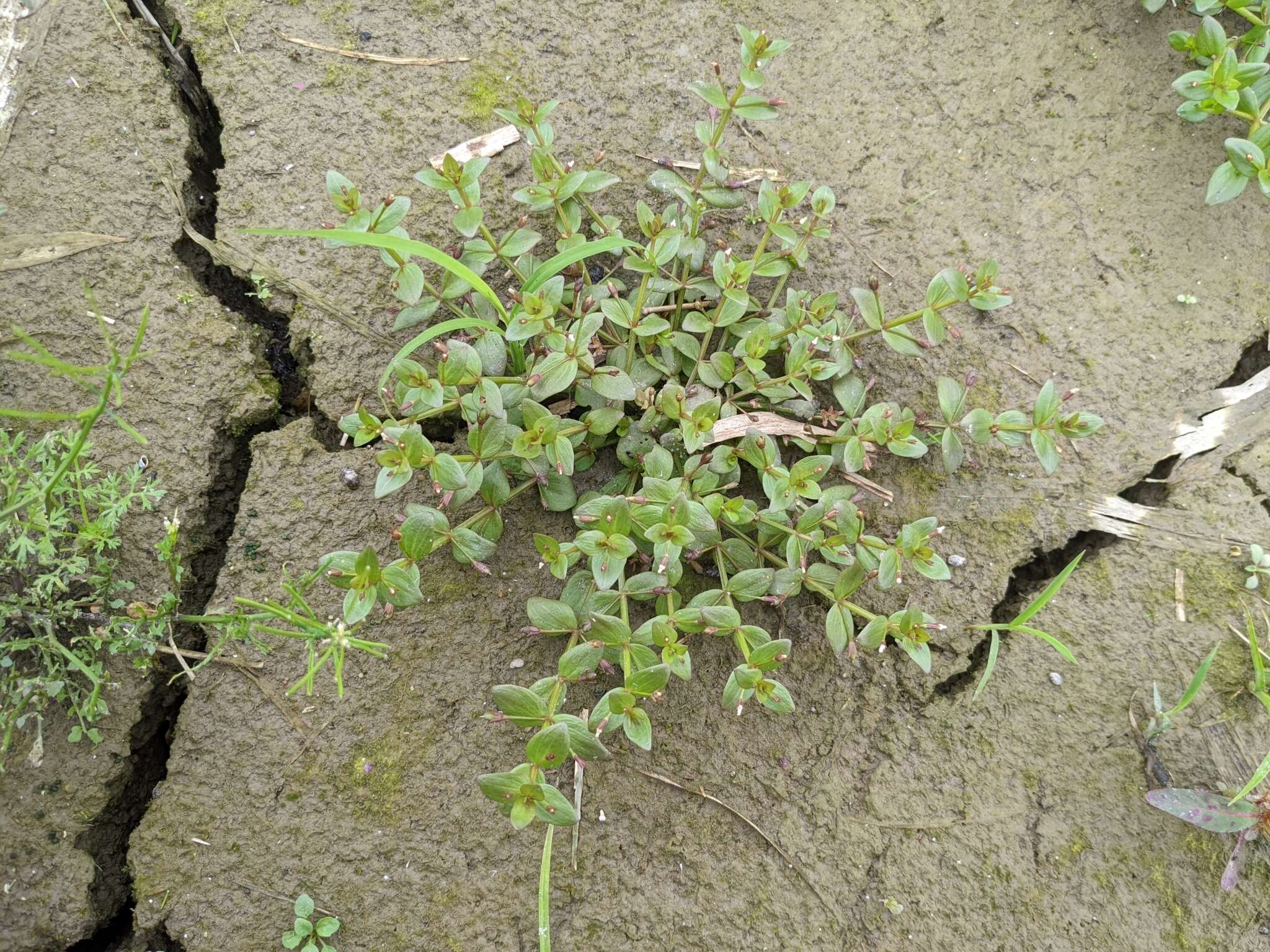 Image of Prostrate False Pimpernel