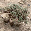 Image of Artemisia negrei A. Ouyahya