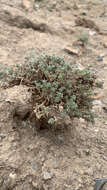 Image of Artemisia negrei A. Ouyahya