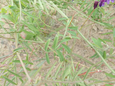 Image of Vicia eriocarpa