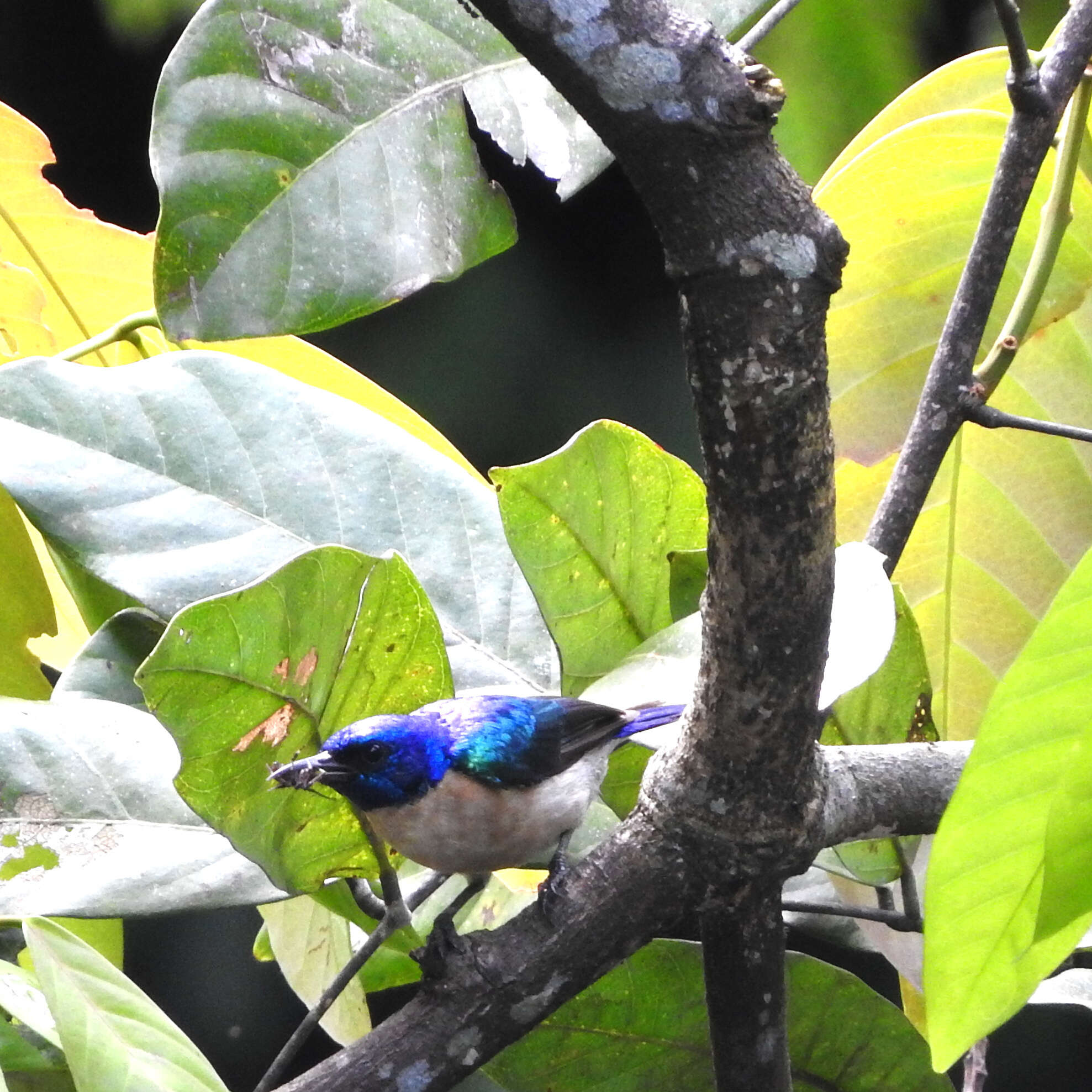 Image of Violet-tailed Sunbird