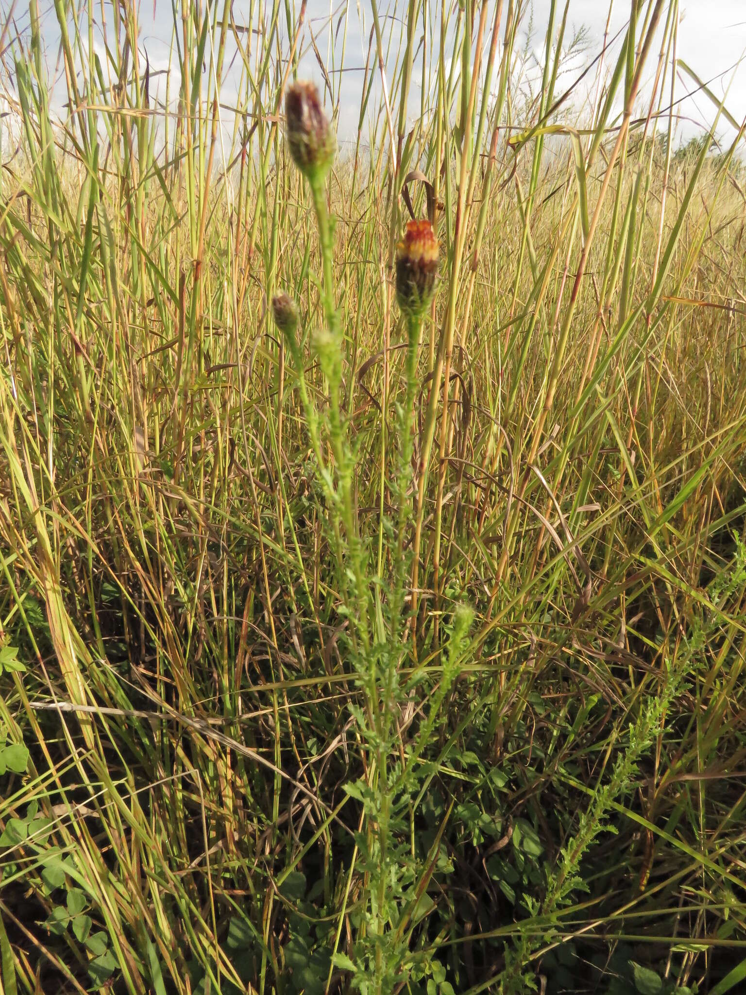 Imagem de Adenophyllum porophyllum (Cav.) Hemsl.