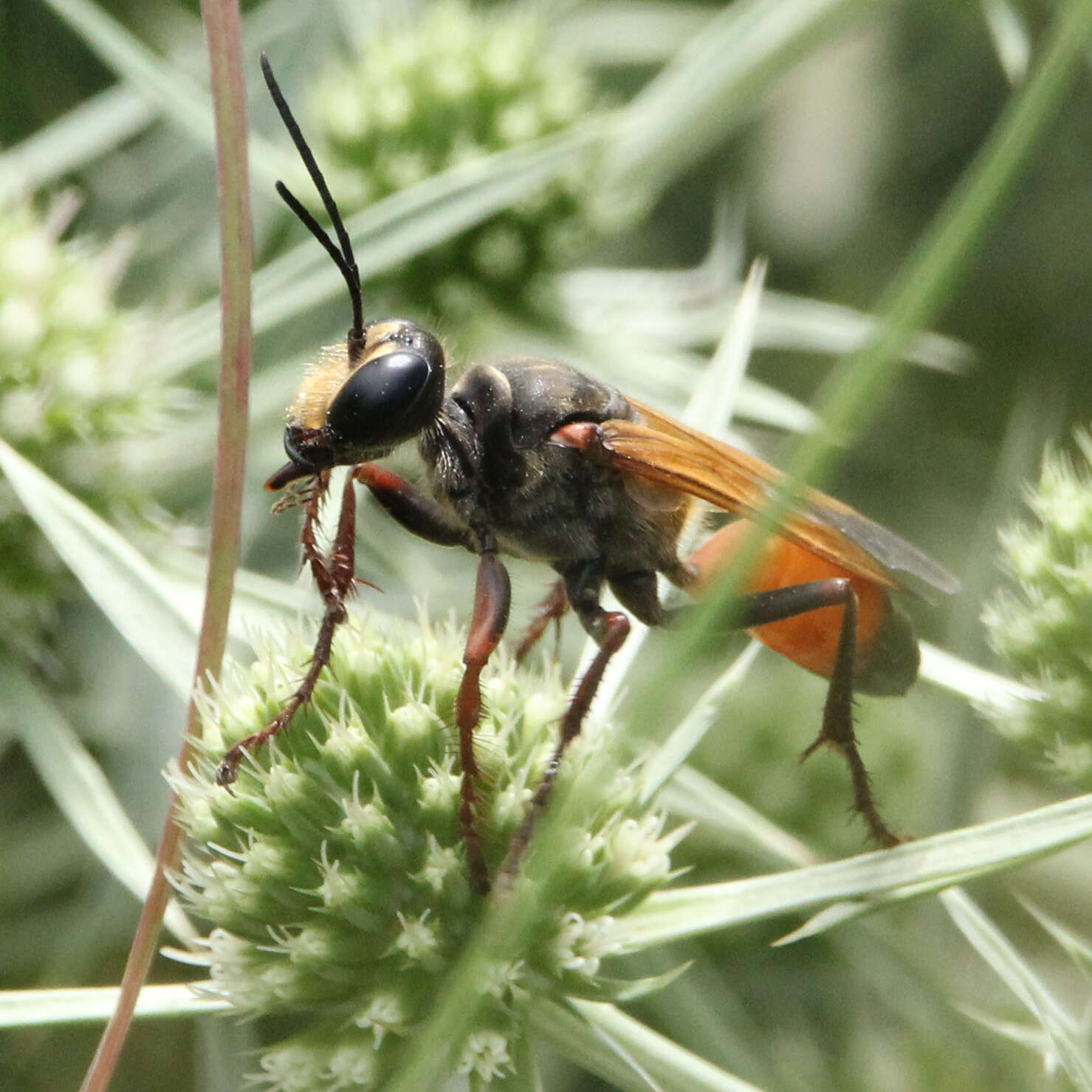 Image of Sphex flavipennis Fabricius 1793