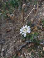 Image of Lomelosia argentea (L.) W. Greuter & Burdet